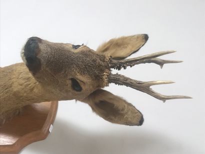 null Head in cape of male deer also called brocade (Capreolus capreolus), carrying...