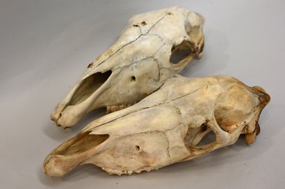 Un lot de 2 crânes de cheval (sans mandibule...
