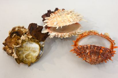 null A set of 3 natural shells compositions : - 4 Lopha cristagalli + 1 Spondylys
-...