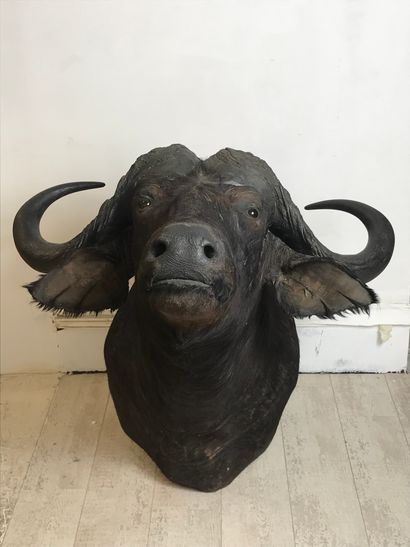 null Cape head of buffalo caffer (Bubalus caffer)