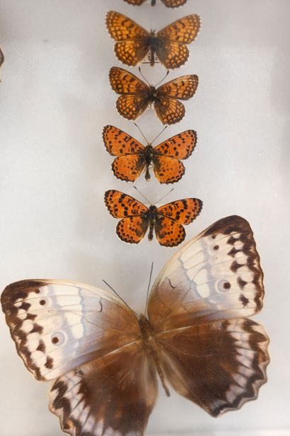 null Entomological box containing 16 lepidopterans