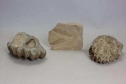 null Set of three marine fossils (oyster, fish....).