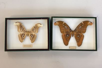 null Pair of entomological boxes containing 1 Attacus caesar and 1 Attacus atlas