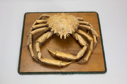 null Spider crab (Maja squinado), naturalized
(Split, one claw broken)