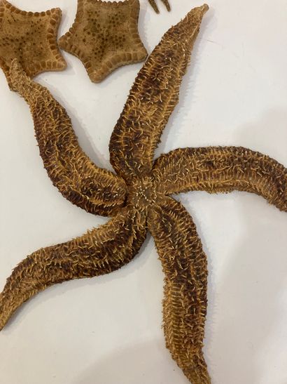 null A set of 5 starfish: 2 tosia magnifica, 2 sunfish (Pycnodonta helianthoides)...