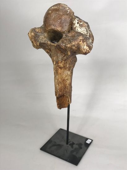 null Humérus de bison fossilisé datant de l'ère quaternaire - période Pléistocène....
