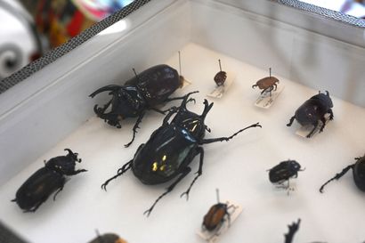 null Entomological box containing 23 beetles and other identified insects