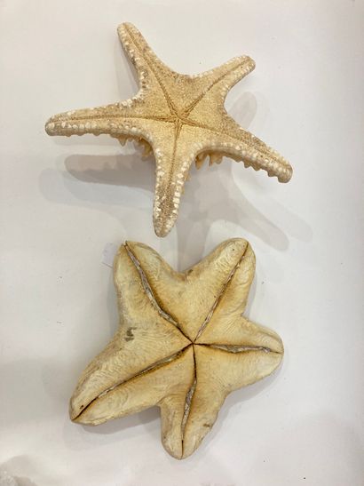 null Un lot d'étoiles de mer : 
- 1 étoile de mer à bosse (Protoreaster nodosus)...