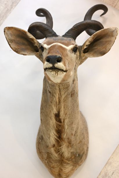 null Cape head of greater kudu (Tragelaphus stepsiceros)