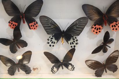 null Entomological box containing 8 lepidopterans