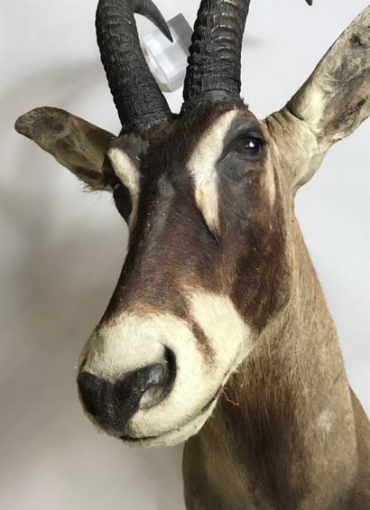 null Tête en cape d'antilope rouanne (Hippotragus equinus).
Haut.: 121 cm enviro...