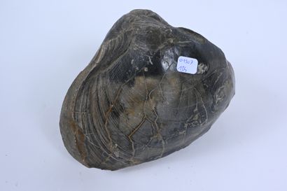 null Giant fossilized bivalve, Plagiostoma Giganteus
Domerian Era
Quarry of Lixhausen...