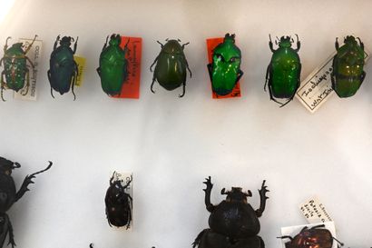 null Boite entomologique contenant 29 scarabées et autres insectes identifiés