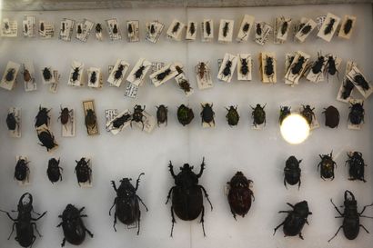 Boite entomologique contenant 89 scarabés...