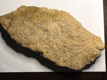Crinoïde
Plaque de calcaire recouverte de...
