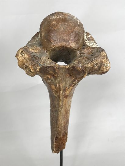null Fossilized bison humerus dating from the Quaternary era - Pleistocene period....