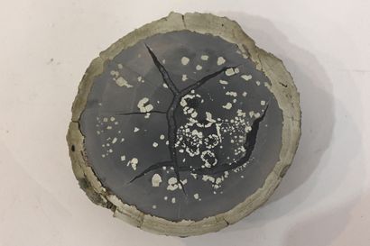 Septaria de nodule de pyrite en coupe