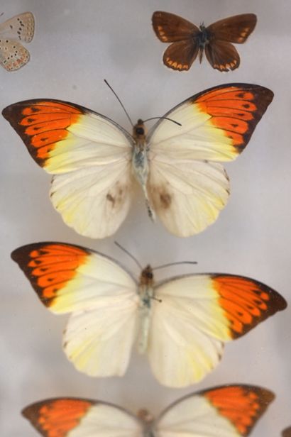null Entomological box containing 25 lepidopterans
