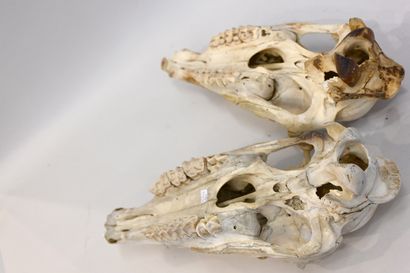 null A set of 2 horse skulls (without lower mandible)