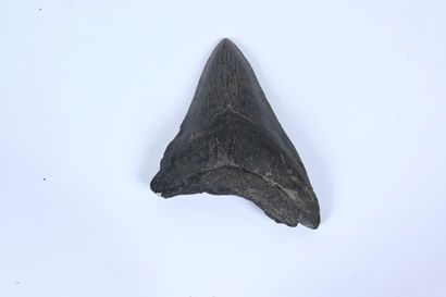 null Megalodon tooth 
Pleistocene Era, Florida 
Length: 11.5 cm.