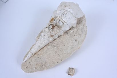 null Bel exemplaire de coquillage fossile sur gangue
Espèce : Cerithium buttoti 
Age...