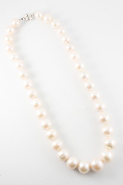 null Collier formé d'importantes perles en légère chute d'un diamètre de 11 à 15...