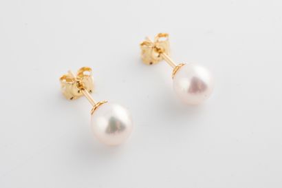 null Pair of 18k gold stud earrings adorned with 2 7/7.5 mm Akoya cultured pearls...