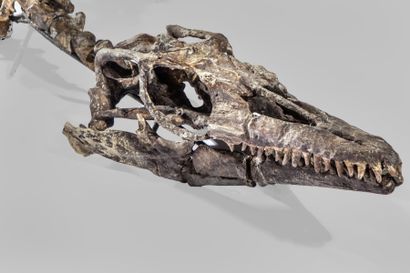 PALEONTOLOGIE Rare Fossile de MOSASAURE d'Amérique de Nord ( Crétacé supérieur -...