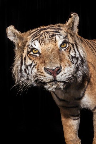 Mammalogie Tigre d ’Indochine ou de Corbett (Panthera tigris corbetti)

Circa 1960/1970...