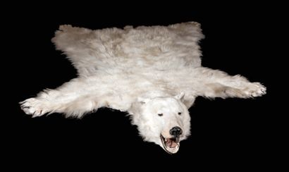 Mammalogie Tapis peau d'ours polaire naturalisé- Une attestation exceptionnelle des...