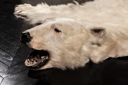 Mammalogie Tapis peau d'ours polaire naturalisé- Une attestation exceptionnelle des...