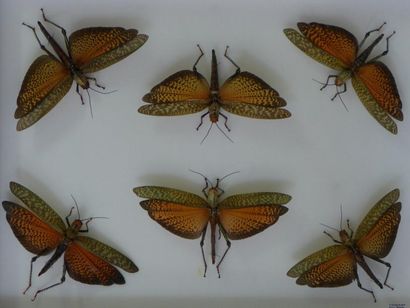 ENTOMOLOGIE Tropidacris dux 6 ex. (Pérou)