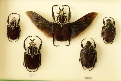 ENTOMOLOGIE Goliathus goliatus (3m dont 1m ailes déployées -2f).