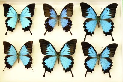 ENTOMOLOGIE Papilio u. ulysses (6 m).