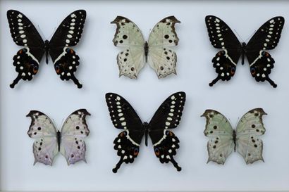 ENTOMOLOGIE Papilio lormieri et divers.