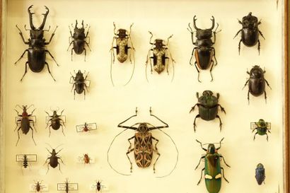 ENTOMOLOGIE Coléoptères dont Acrocinus longimanus - Coptolabrus. 22 ex.