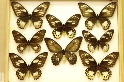 ENTOMOLOGIE Ornithoptera priamus ssp. (7f). Annexe II/B.