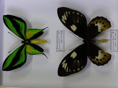 ENTOMOLOGIE Ornithoptera paradisea detanii (1m-1f). Annexe II/B. 