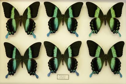 ENTOMOLOGIE Papilio blumei (6 m).