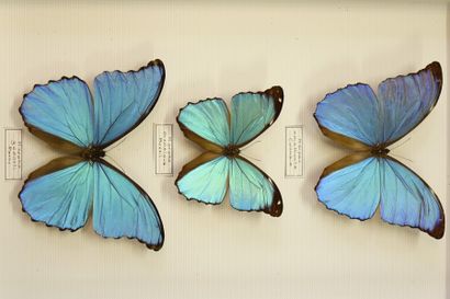 ENTOMOLOGIE Morpho menelaus, godarti, amathonte.