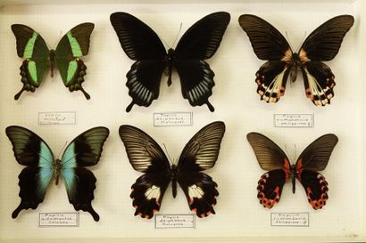 ENTOMOLOGIE Papilio deiphobus et divers 6ex.