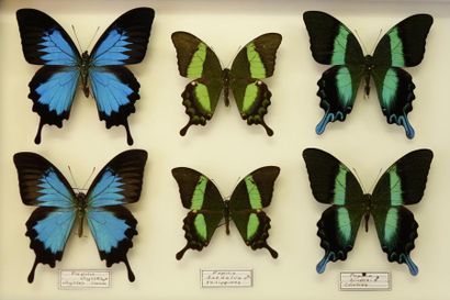 ENTOMOLOGIE Papilio blumei, ulysses, daedalus 6 ex.