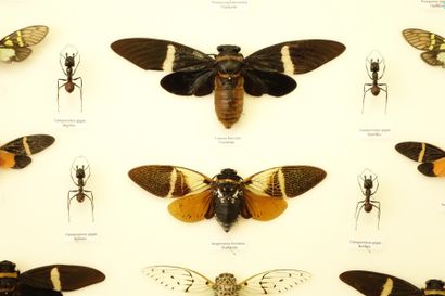 ENTOMOLOGIE Cigales 12 ex. (Thaïlande) – Fourmis : Camponotus gigas 4 ex.