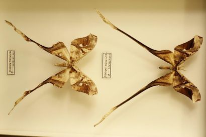 ENTOMOLOGIE Copiopteryx semiramis andensis (1m-1f).