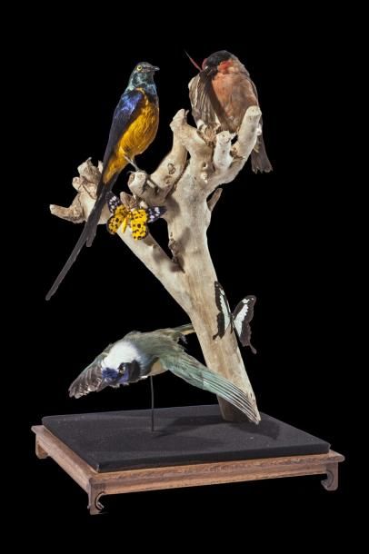 ORNITHOLOGIE Présentation sous vitrine de trois oiseaux comprenant : Geai vert Incas(...