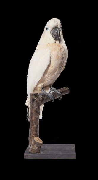 ORNITHOLOGIE Cacatoès des Moluques- (cacatua moluccenisis) Cet oiseau fait partie...