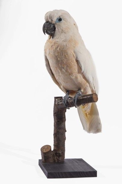 ORNITHOLOGIE Cacatoès des Moluques- (cacatua moluccenisis) Cet oiseau fait partie...