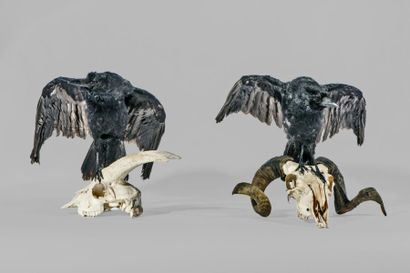 ORNITHOLOGIE Corneille noire (Corvus corone) Naturalisé sur un crâne de chèvre (Capra...