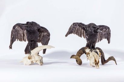 ORNITHOLOGIE Corneille noire (Corvus corone) Naturalisé sur un crâne de chèvre (Capra...