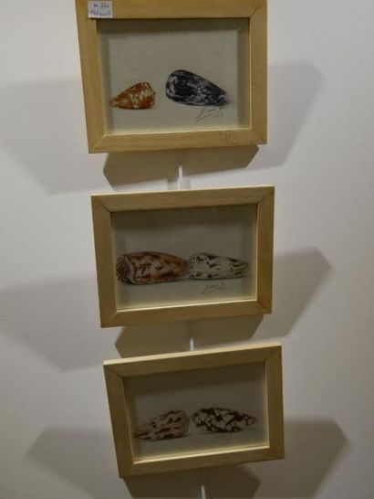 null Lot de 3 aquarelles représentant des coquillages : cône striatus, cône aulicus...